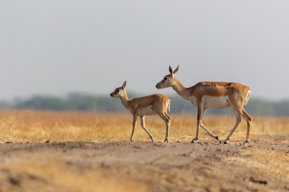 Black Buck Mother and Baby