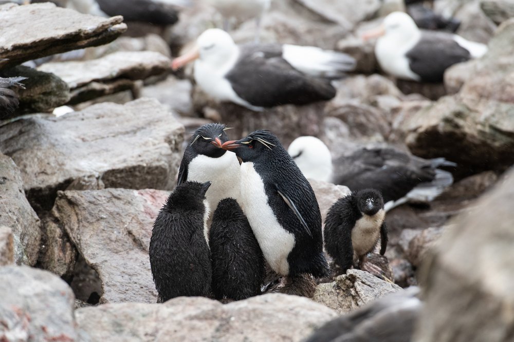 Когда все дома.