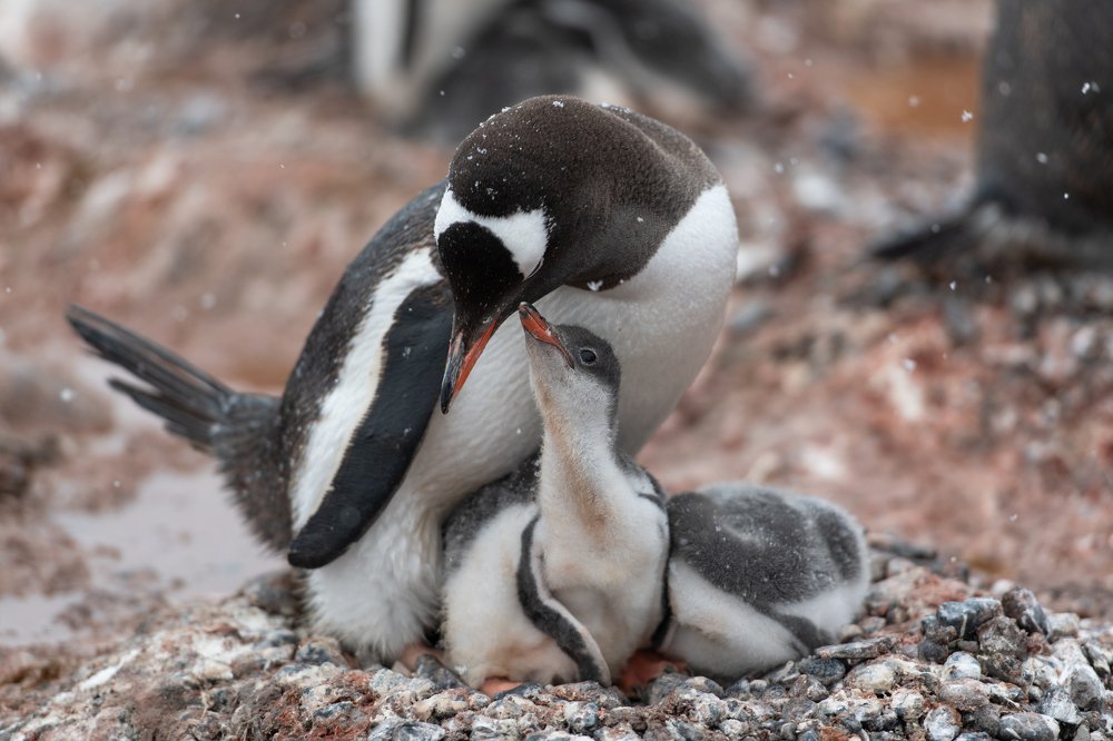 Антарктическая  сказка.