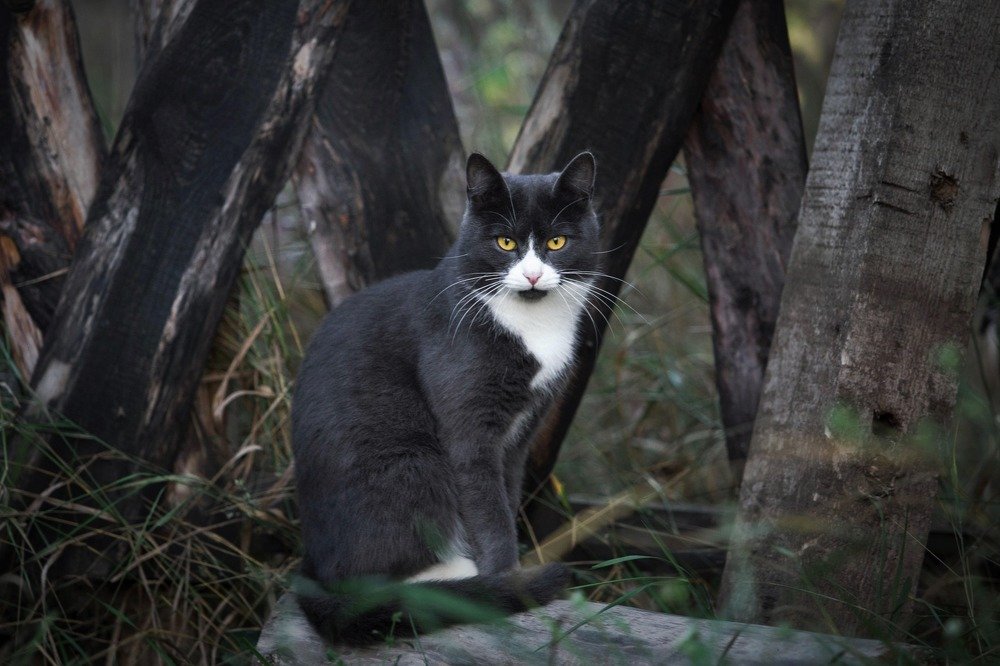 «Неожиданная встреча»