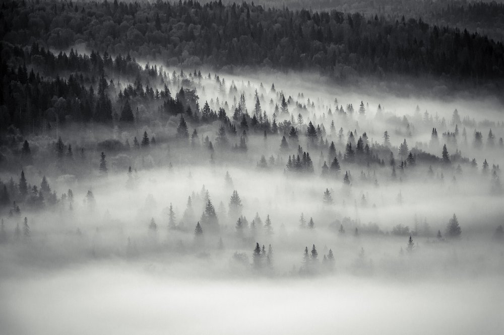 Утренний туман