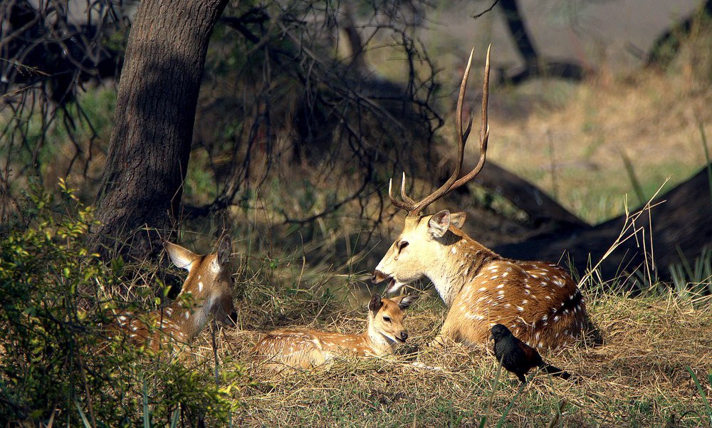 Animal with Baby, Deer family and friend