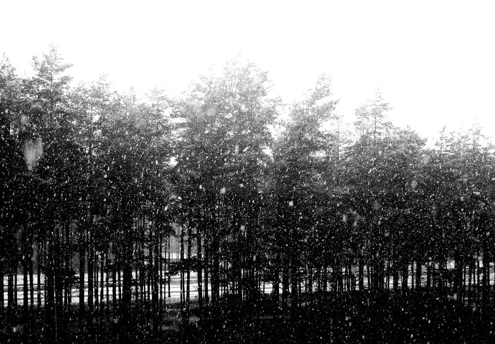 Черно-белый лесной пейзаж