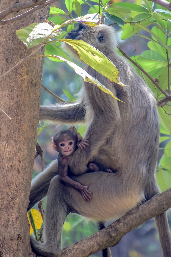 Innocent Stare from Mother's Lap