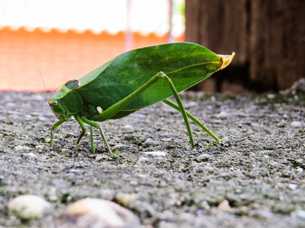 Tettigoniidae