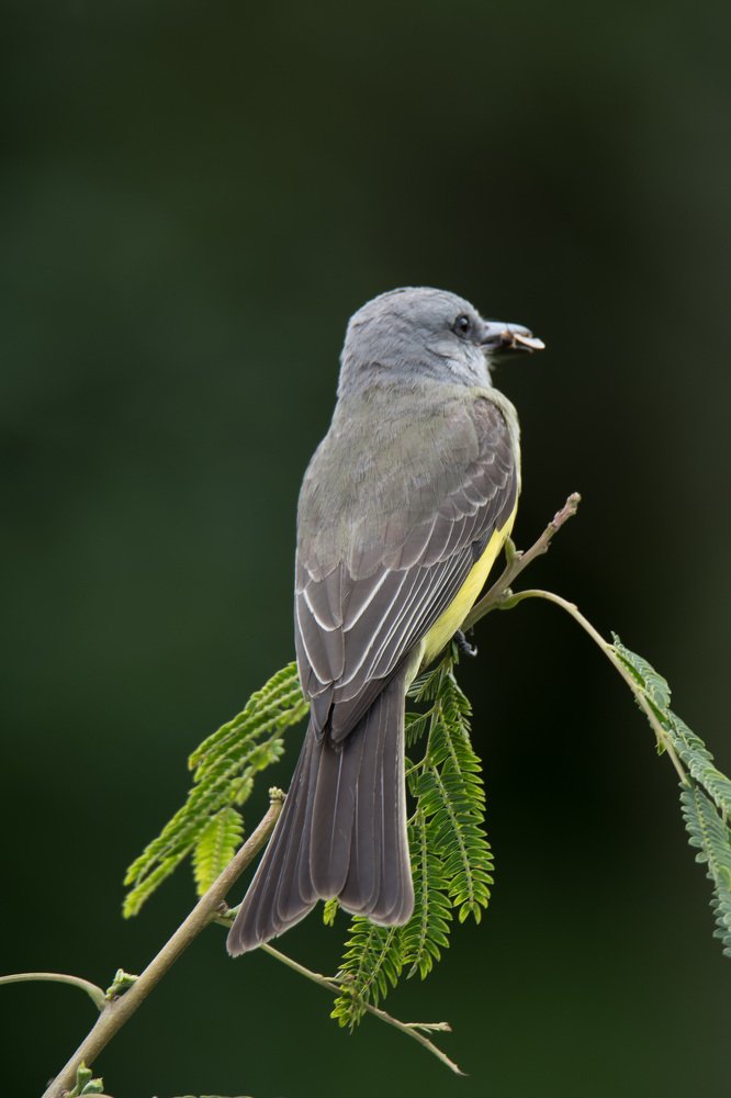Pajaro comiendo