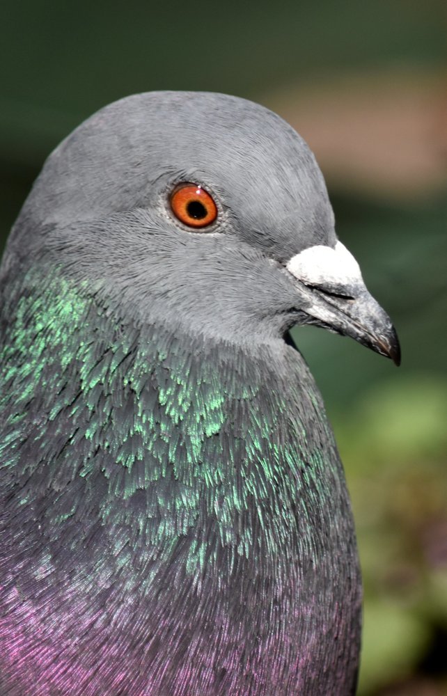 Portrait of wise pigeon / Портрет мудрого голубя