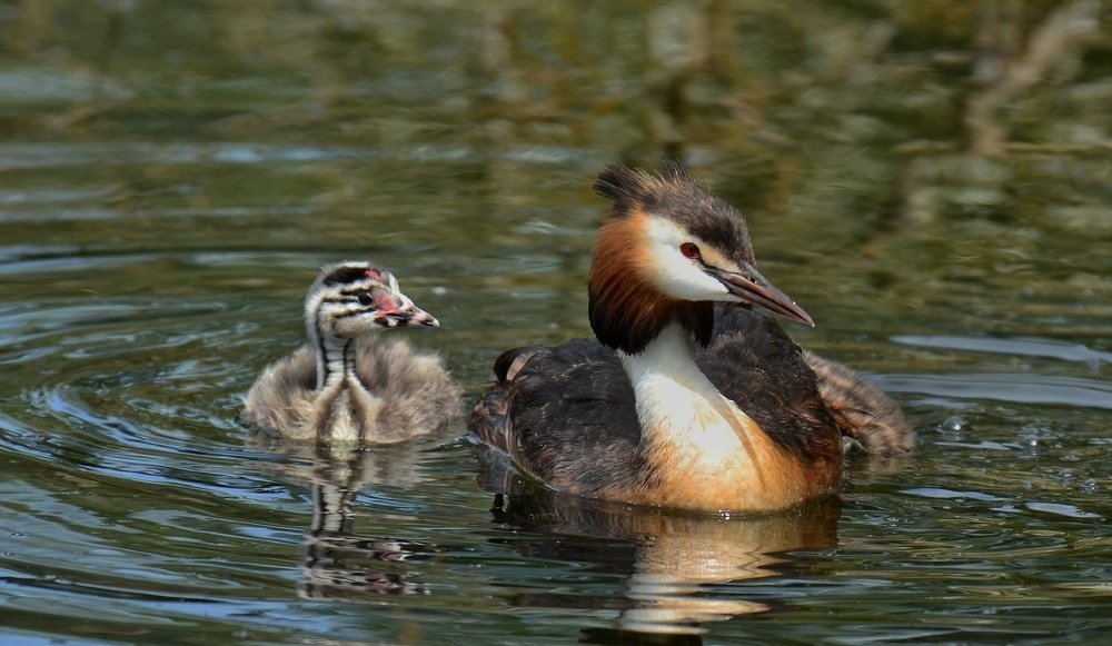Photograph by Алексей Фомичев