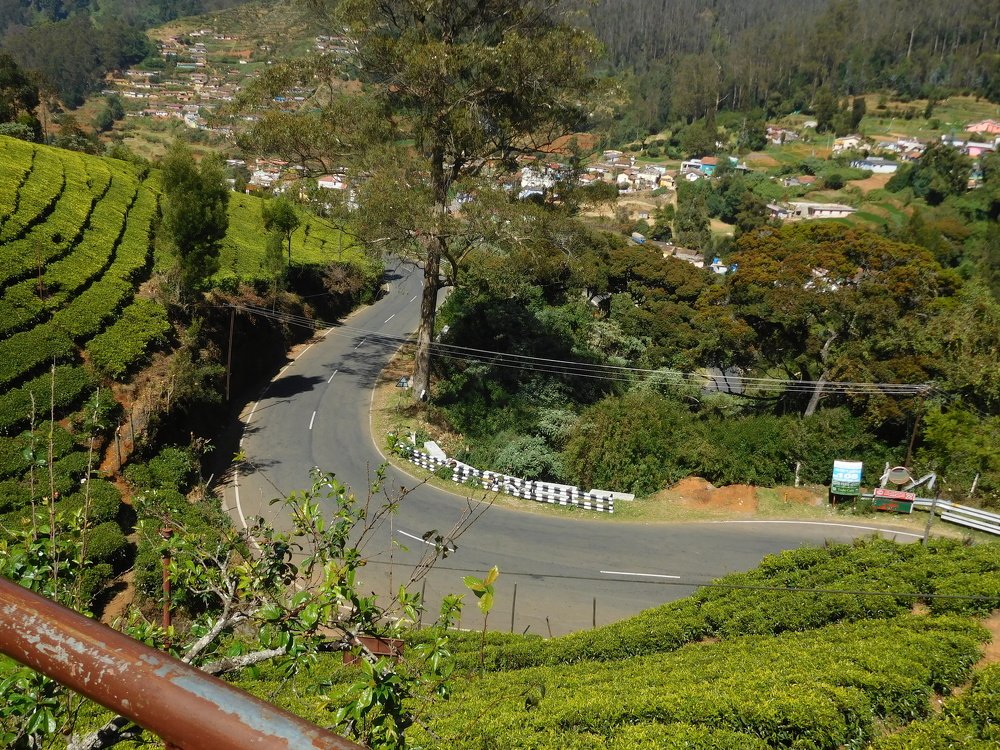 Tea plant to city