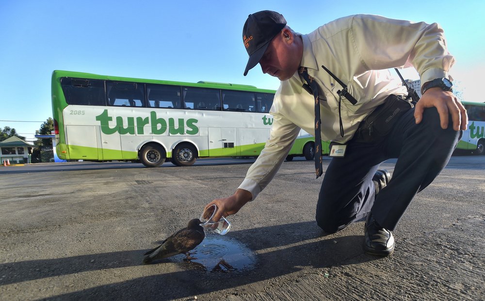 El gigante bonachón