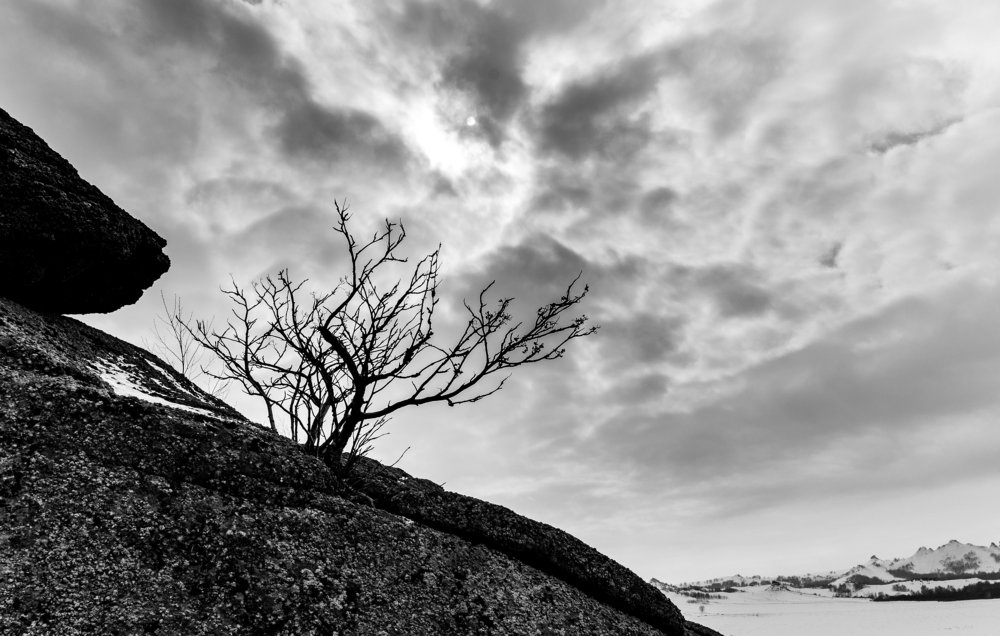 Ветвистость