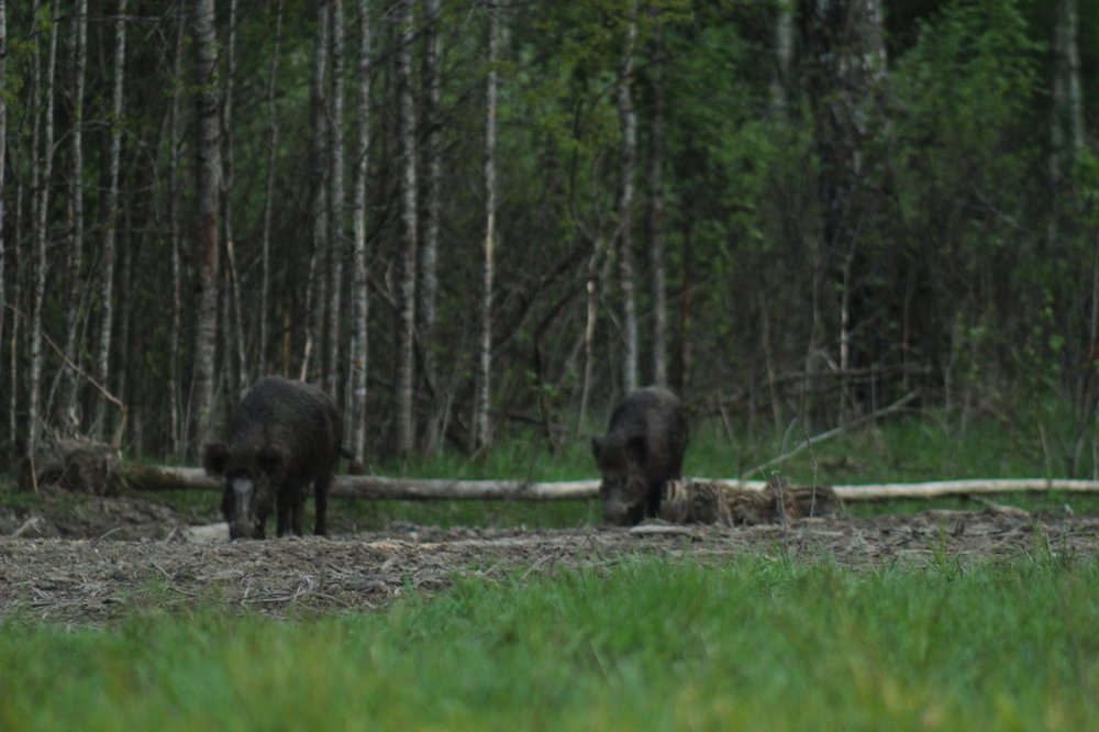 Wild boars with offspring
