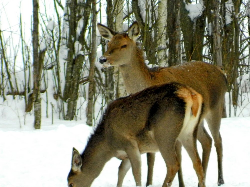 A female deer with a young fawn