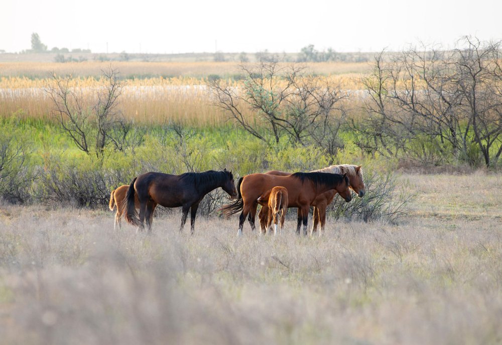 Стадо диких лошадей