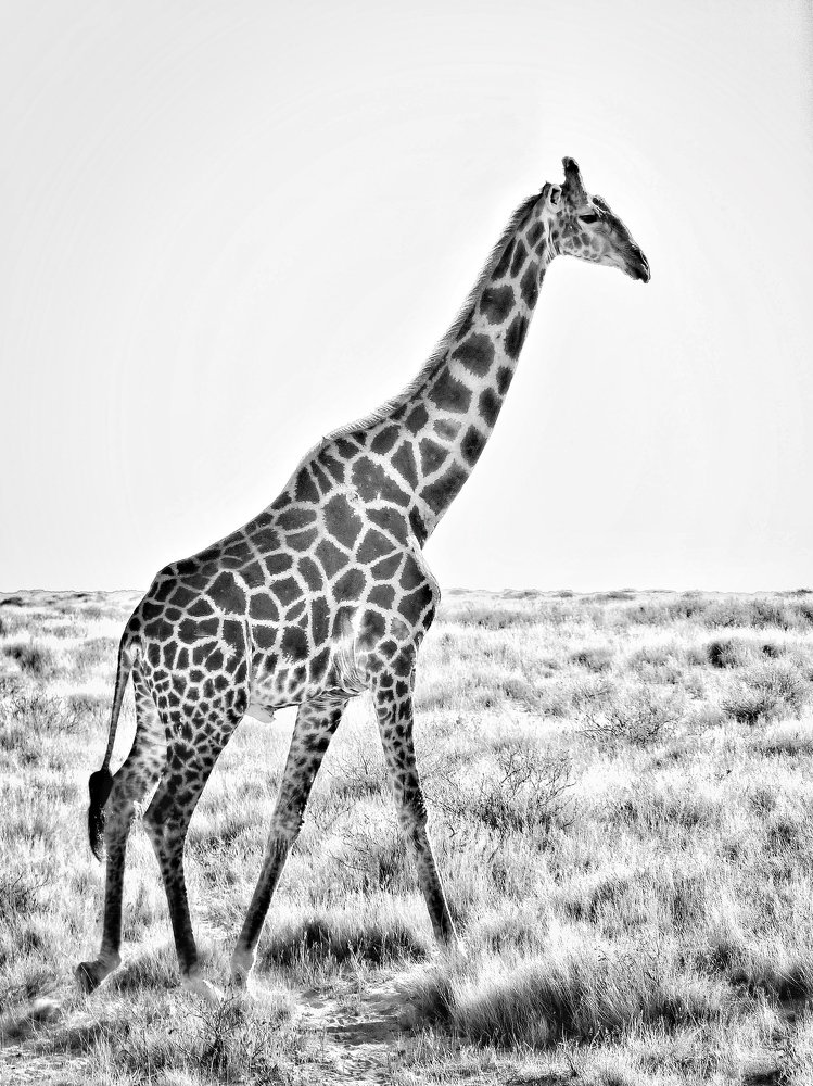 Girafa en la sabana africana