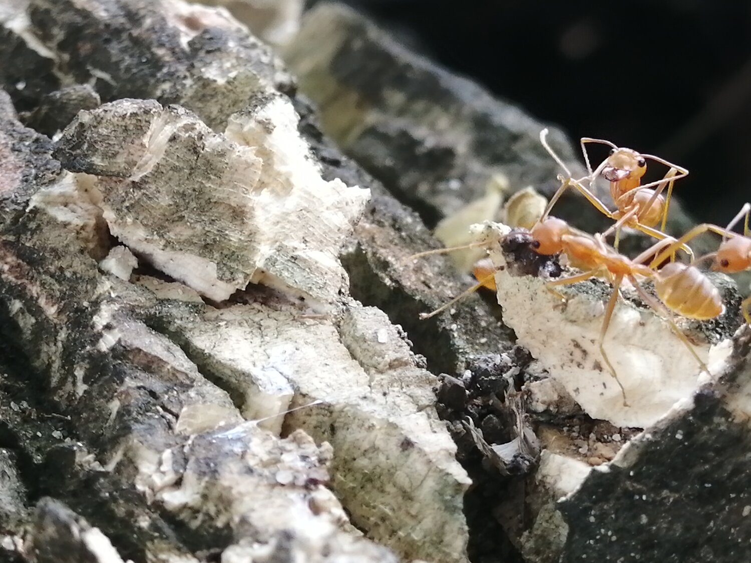 Faithfulness of ants