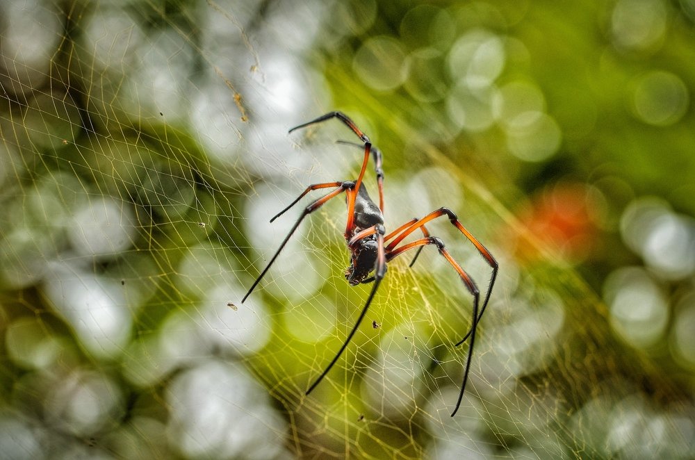Araña fuego