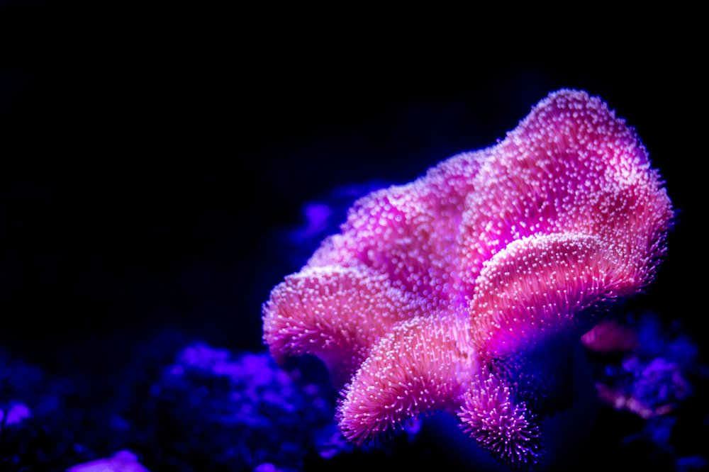 Photograph by Олег