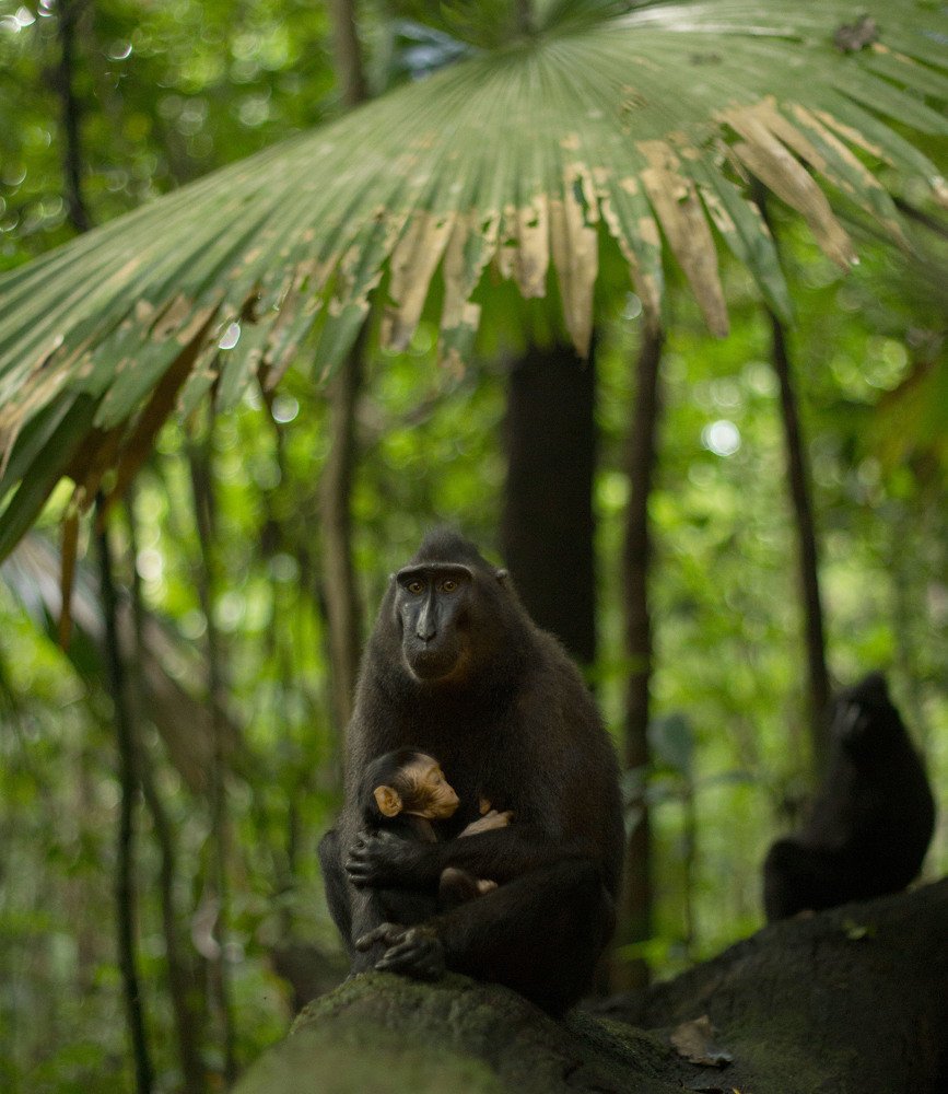 Mother and Baby of macacanigra
