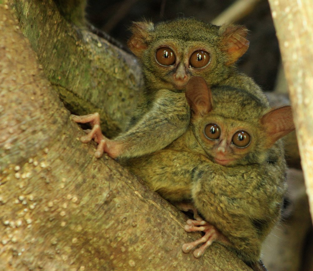 Mother and baby of Tarsius spectrumgurskyae