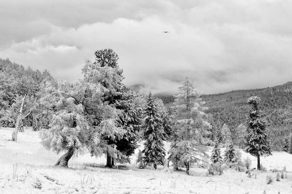 После снегопада.