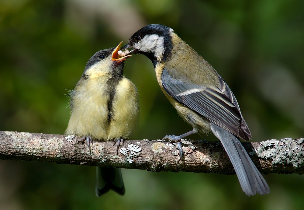 Хлопот полон рот.