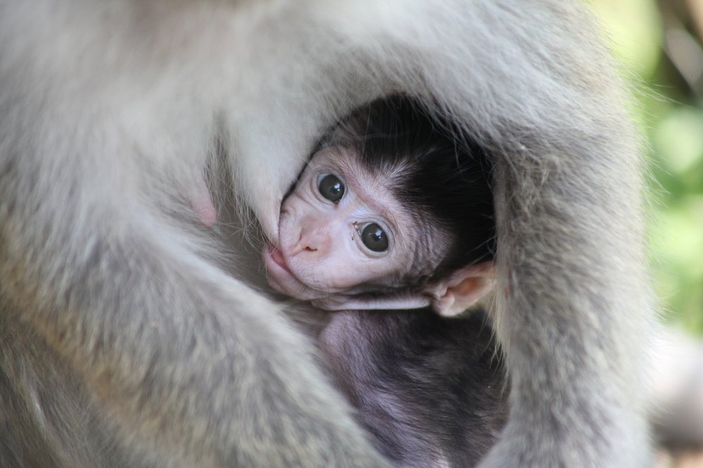 baby ape suckle