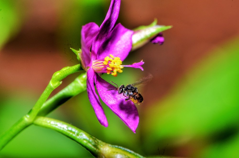 Indian Stingless bee