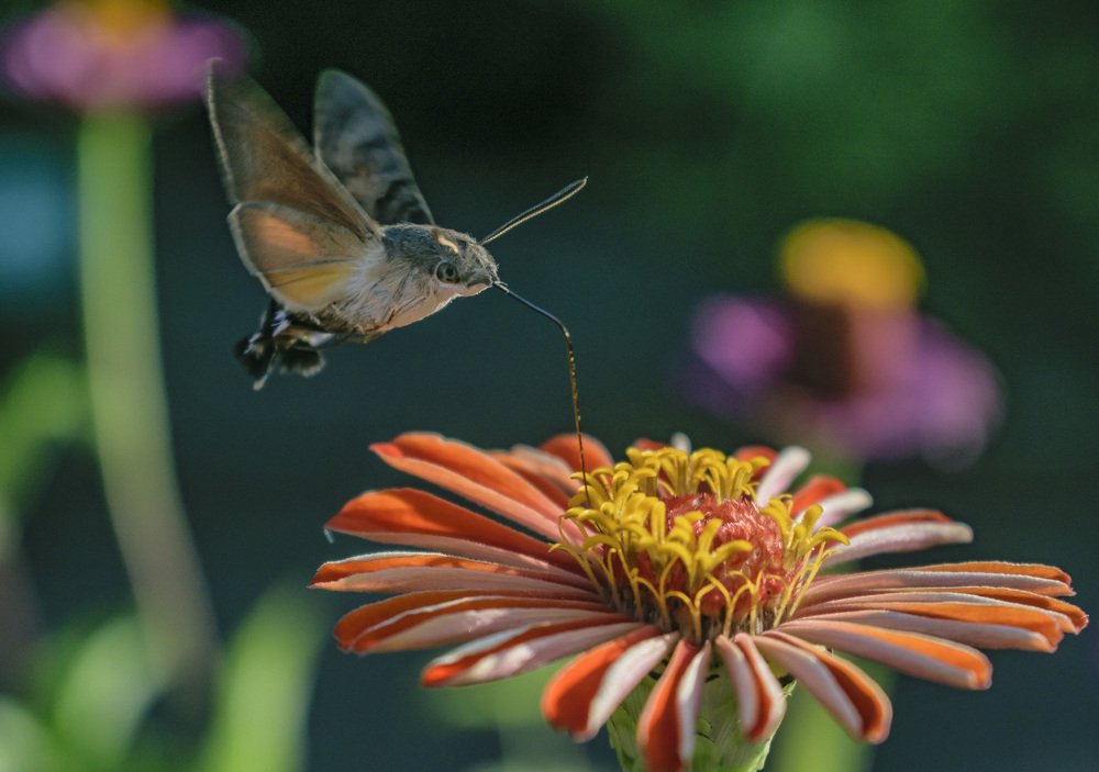 Без пропеллера