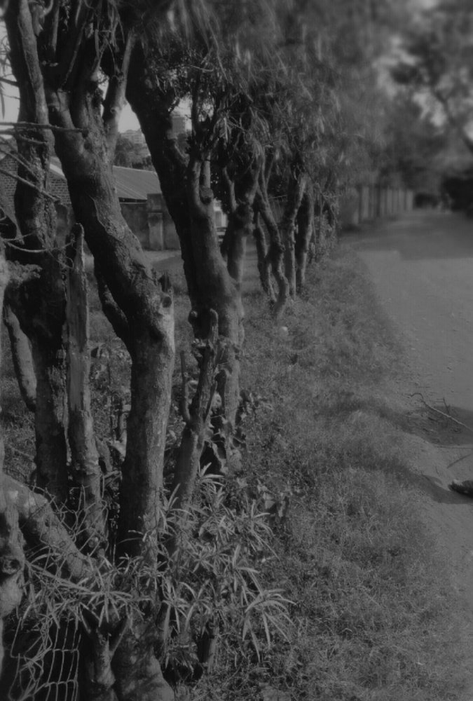 Black and white nature