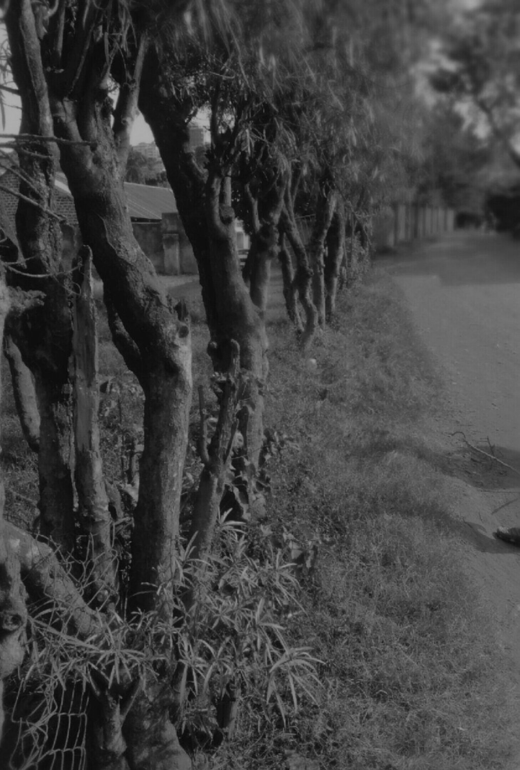 Black and white nature