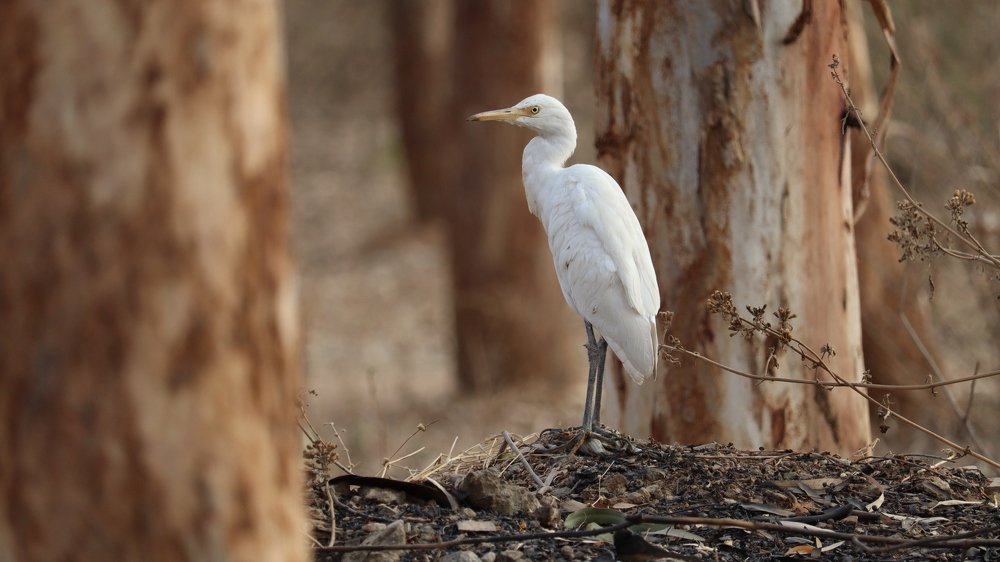 Beautiful crane searching for food in dry land
