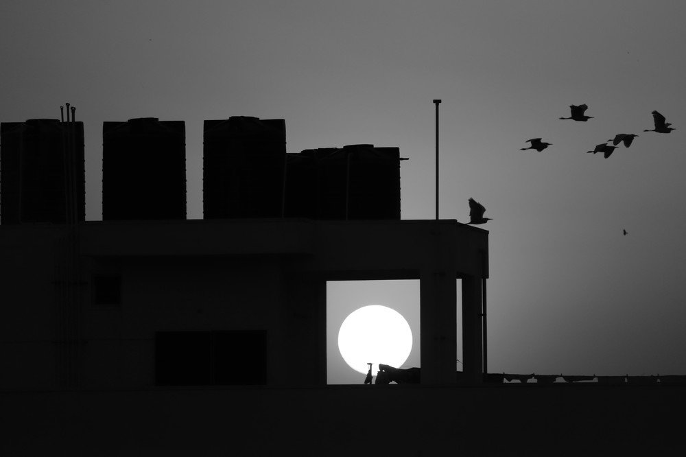 Sun-setting through the buildings while birds ending their day