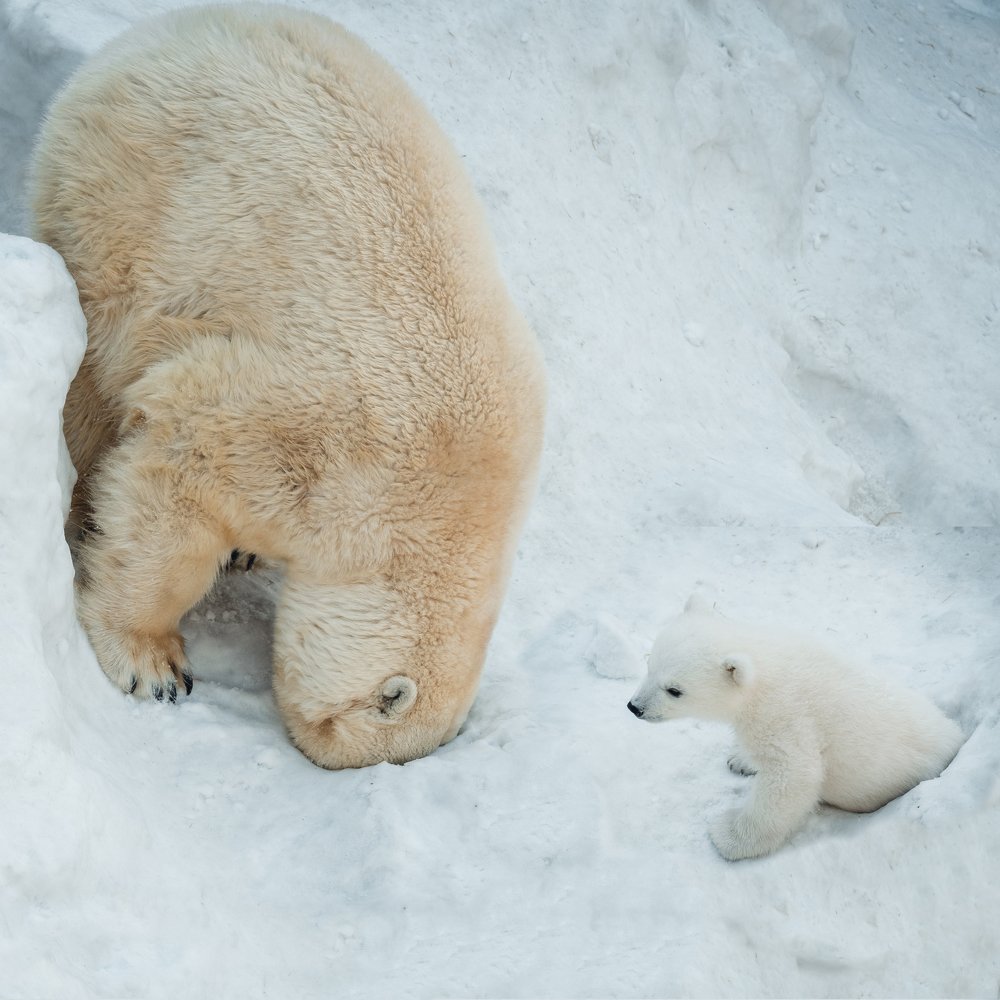 Полярный медведь с потомством