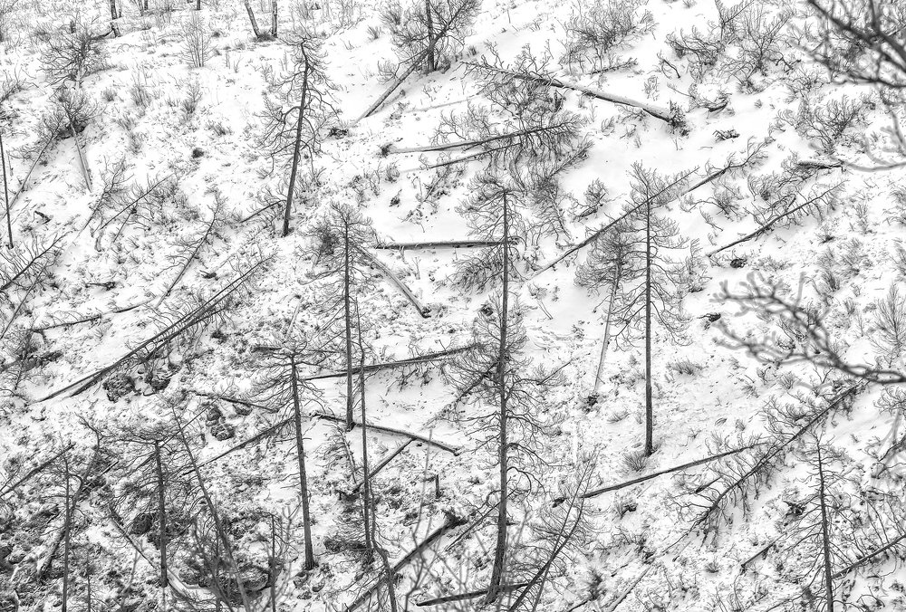 ёлки - палки