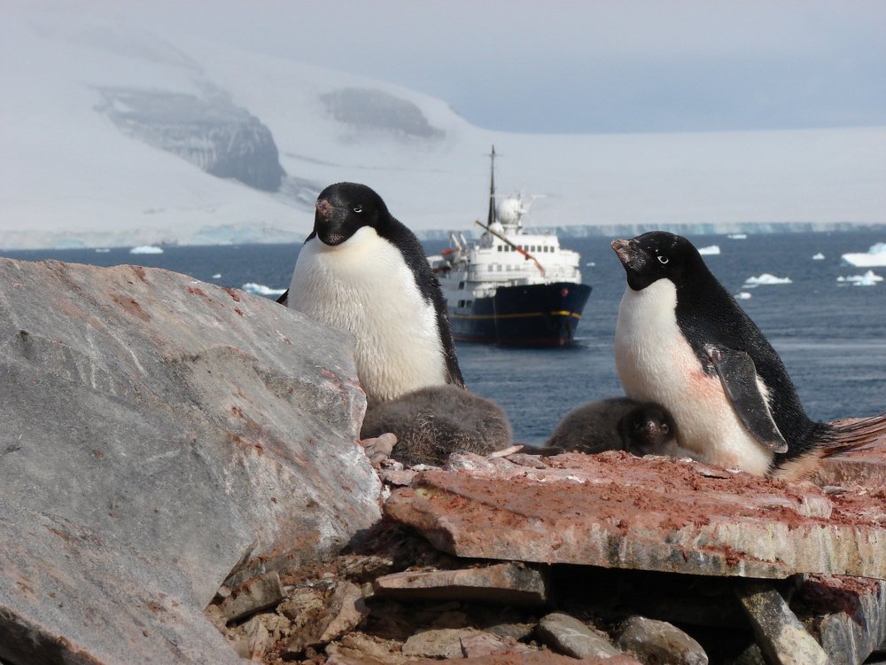 Пингвин Адель с птенцом