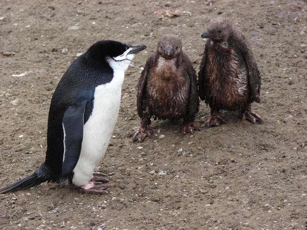 Пингвин Чинстарп с птенцами
