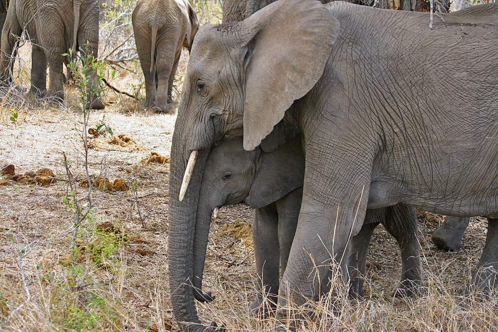 Слонячьи нежности