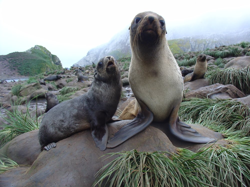 Морской котик с потомством
