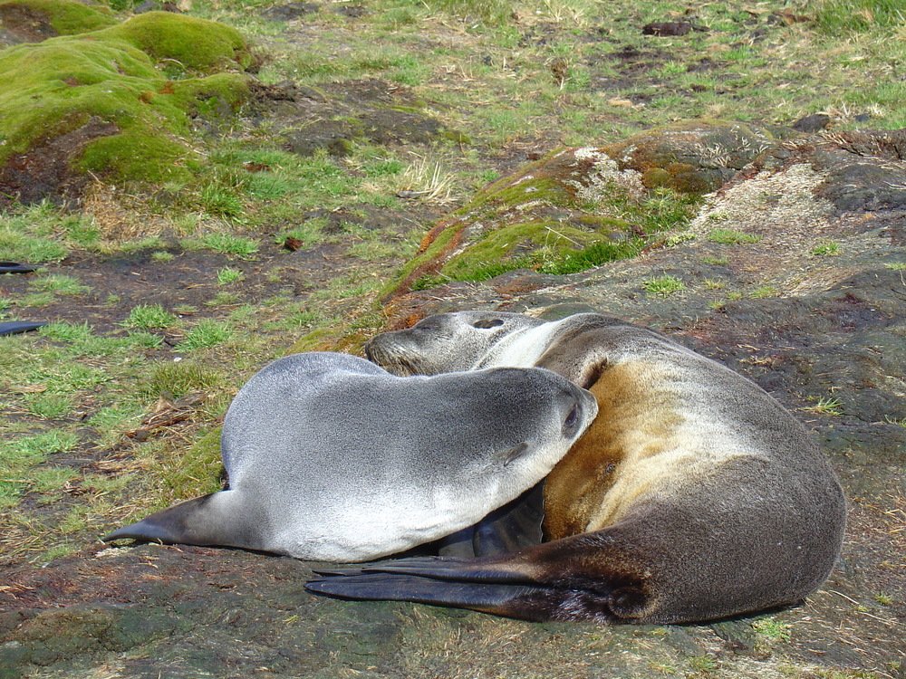 Морской котик с потомством за кормлением