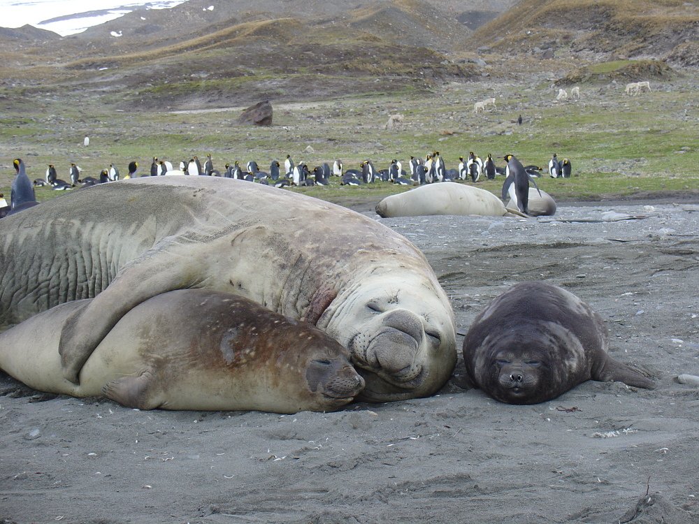 морские слоны.