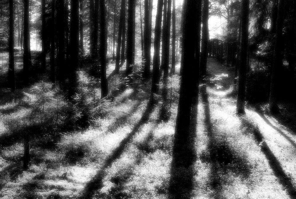 Утро в лесу