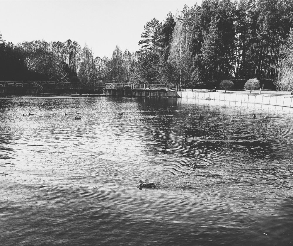 Лесное озеро