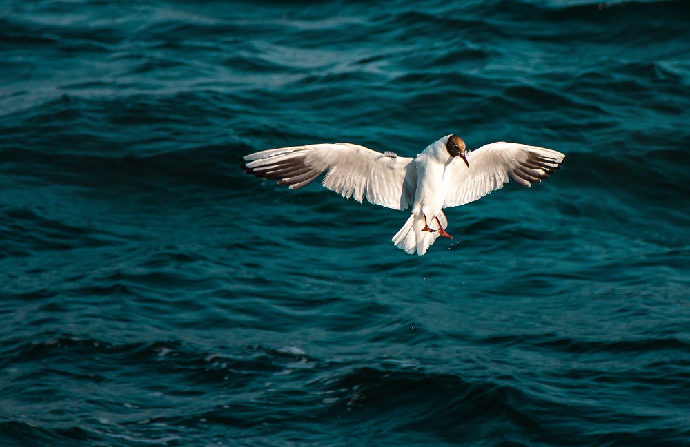 Photograph by Ліля Гуцол