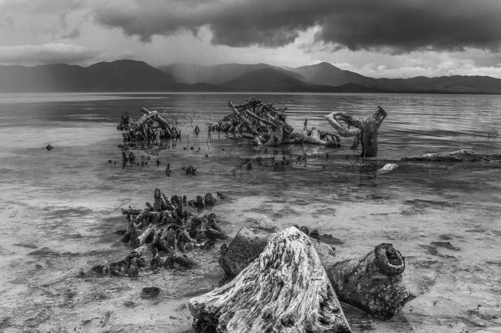 Unprotected Mangroves