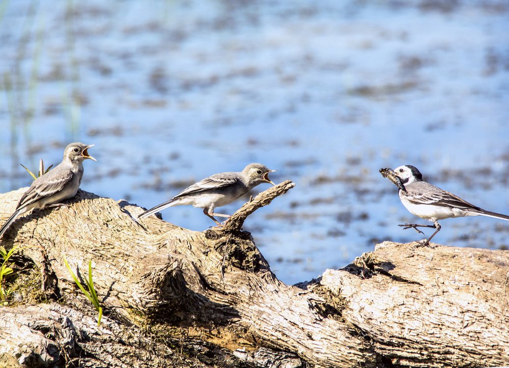 Ненасытные.
