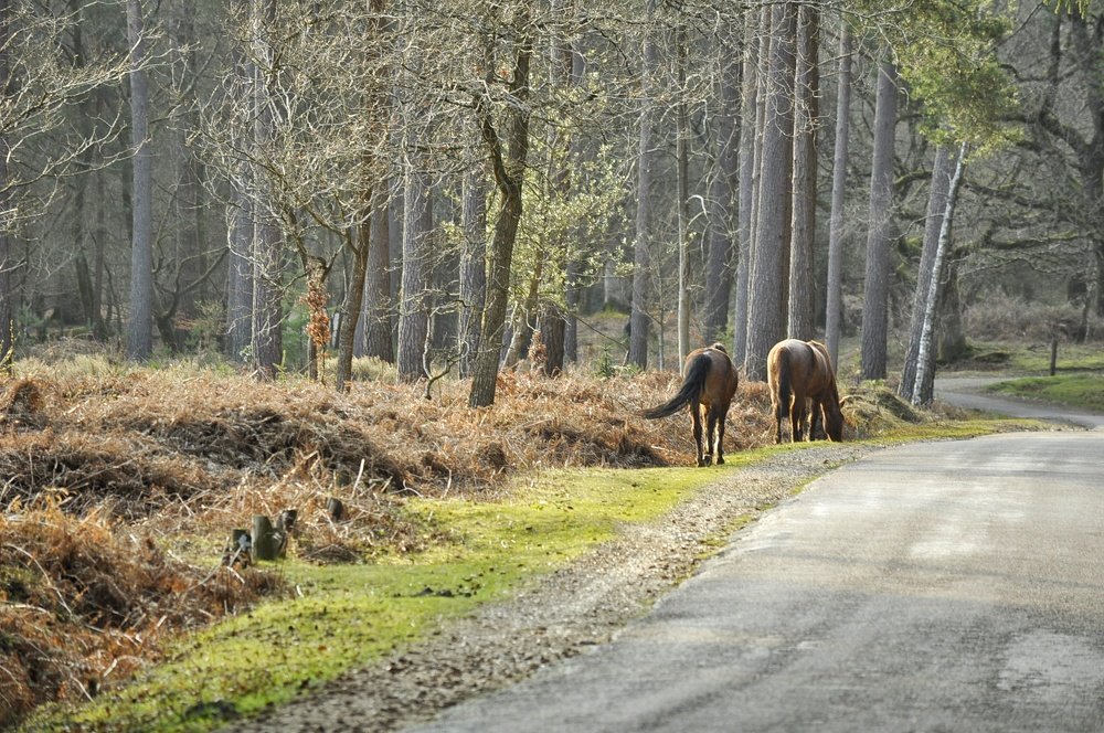 Wild horses