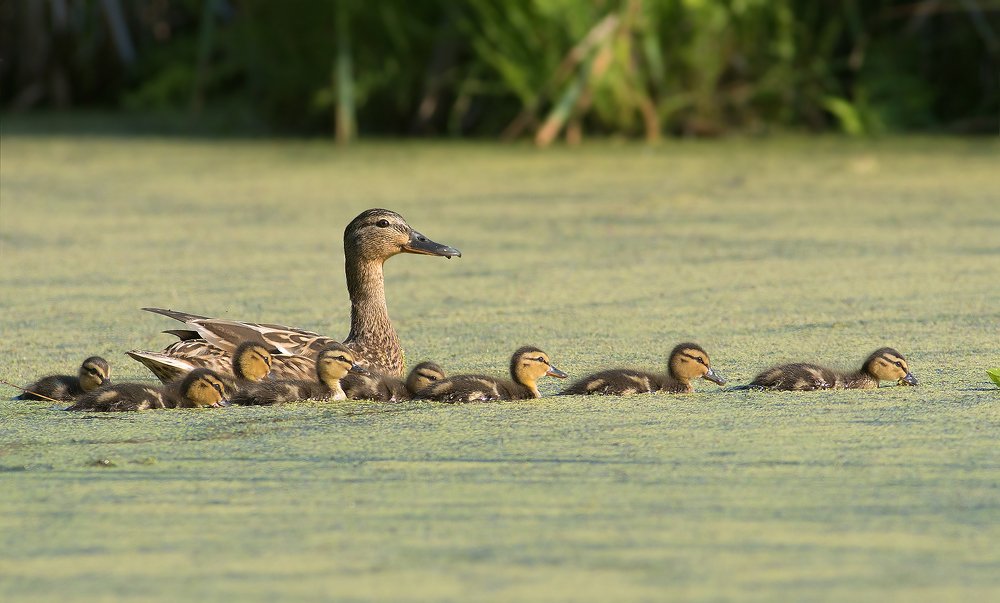Многодетная семейка.