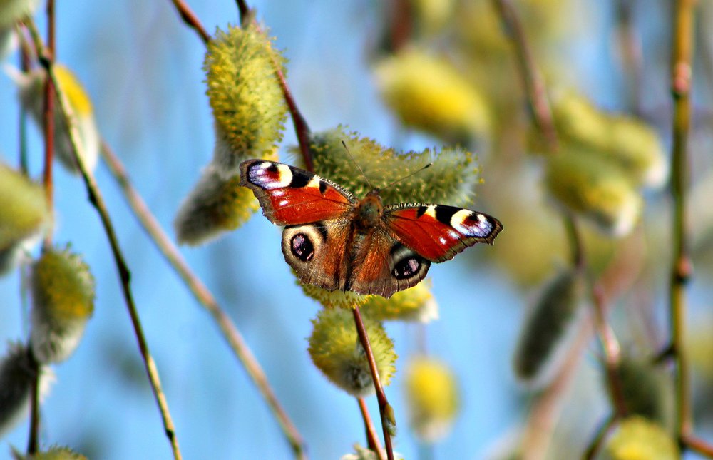 Photograph by Galina Tsmyg