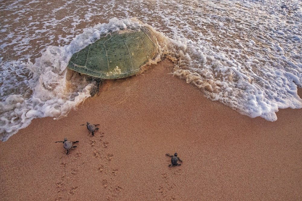 من يلحق بالام اولا